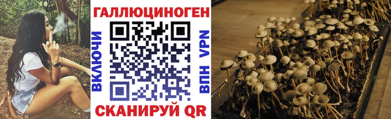 Галлюциногенные грибы Psilocybe Весьегонск